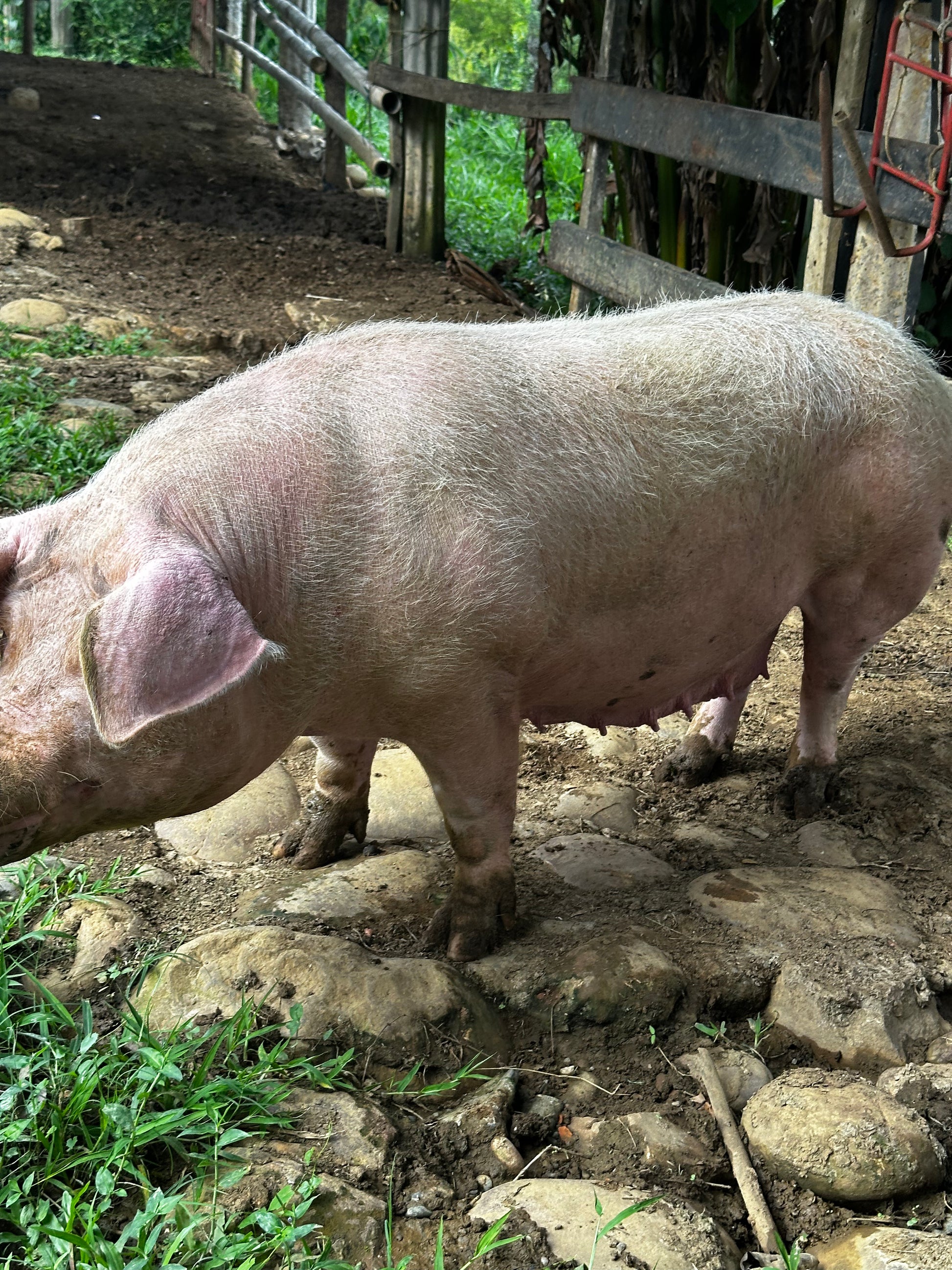 Finca "La Macana" con 5 Pozos y Cascada en Charalá | Inmobiliaria Urbaken